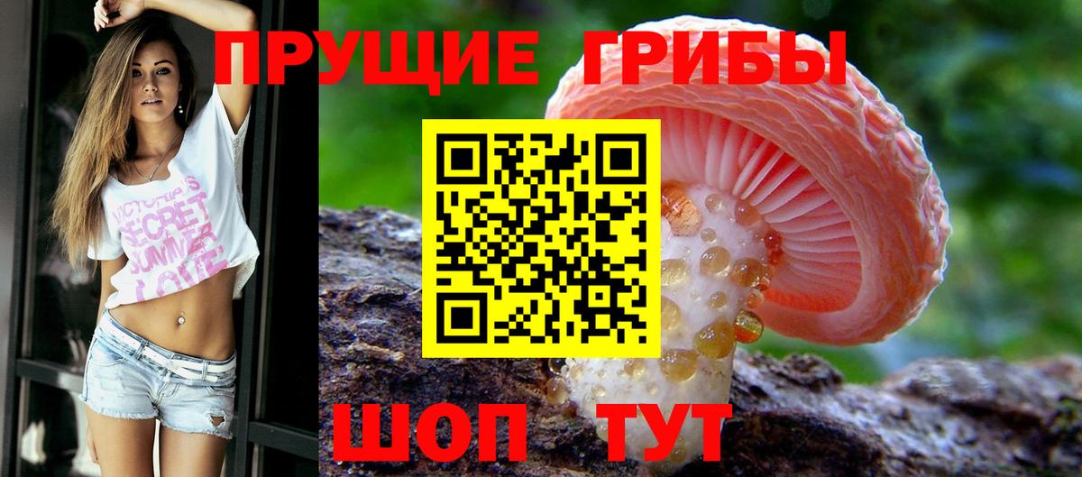 Галлюциногенные грибы Psilocybine cubensis Аксай